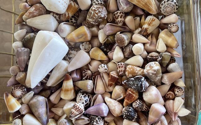 A Guide to Hawaiian Shells: Names and How to Tell Them Apart — Holo Holo Bolo journal