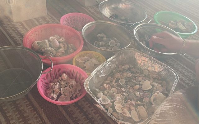 After a Day of Collecting: How the Shells Get Sorted and Cleaned — Holo Holo Bolo journal