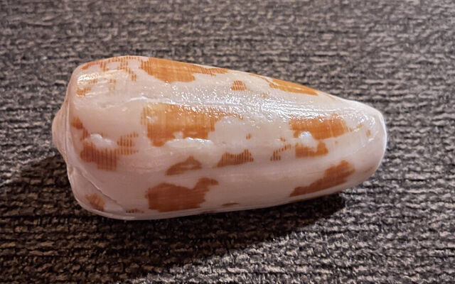 Lapidary 101: What It Is and How a Shell Becomes a Gem — Holo Holo Bolo journal