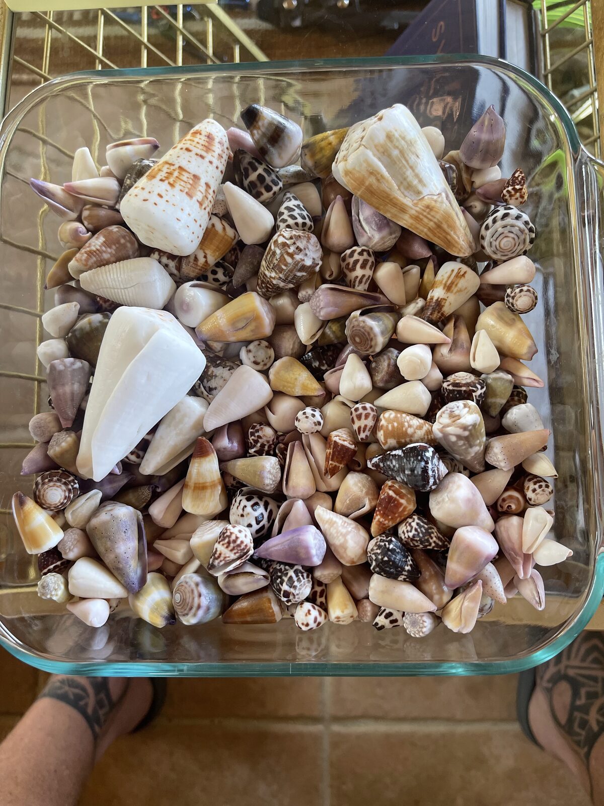 Variety of Hawaiian shells including cones and cowries in a glass dish