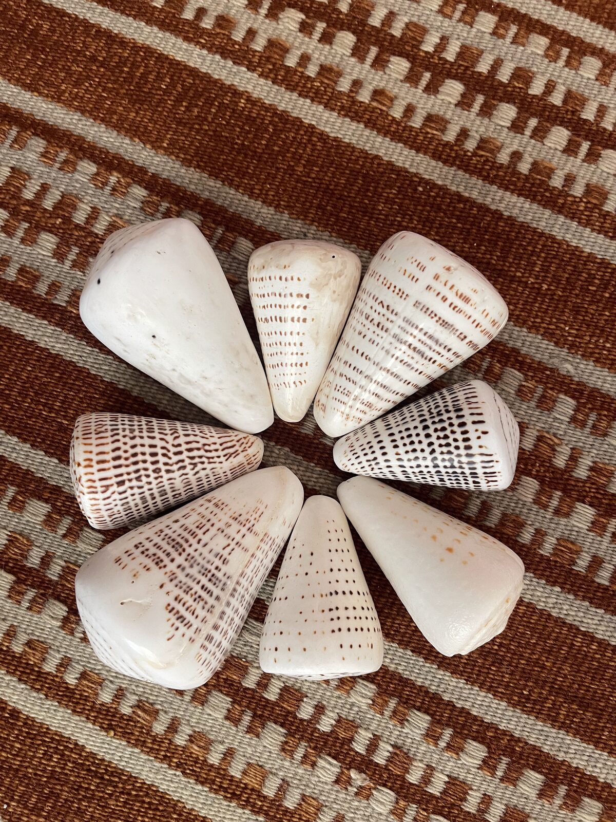 Eight cone shells with completely different natural patterns arranged on woven fabric