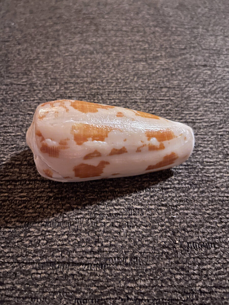 A hand-polished cone shell glowing after tumbling and polishing on the lapidary wheel