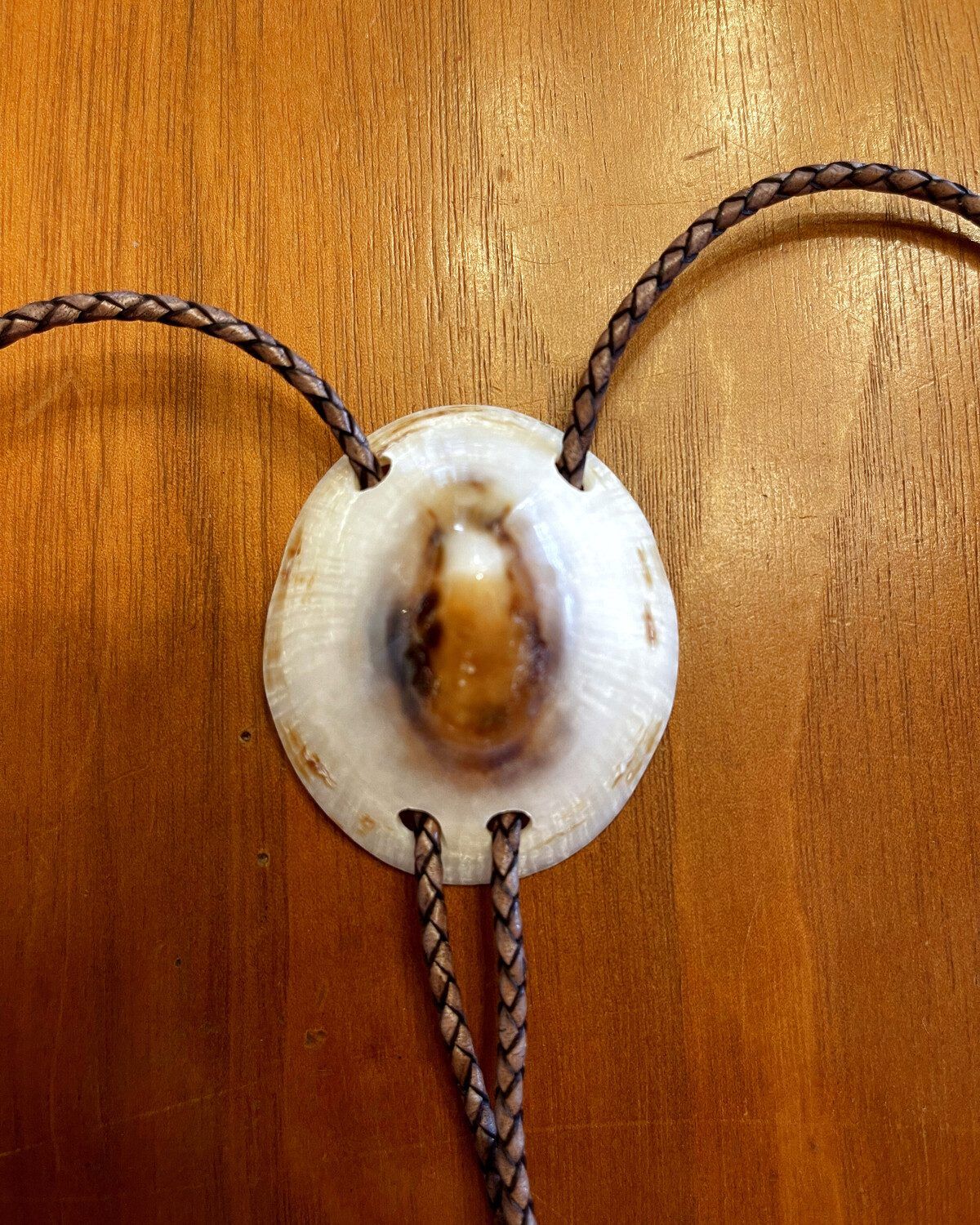 Understated cream limpet shell bolo tie on bronze braided leather cord