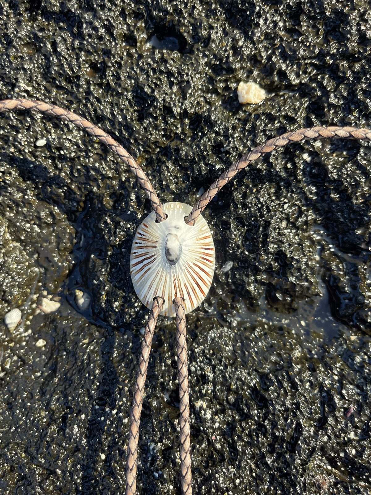 ‘Curious Eye’ ʻOpihi — Hawaiian shell bolo tie, view 5