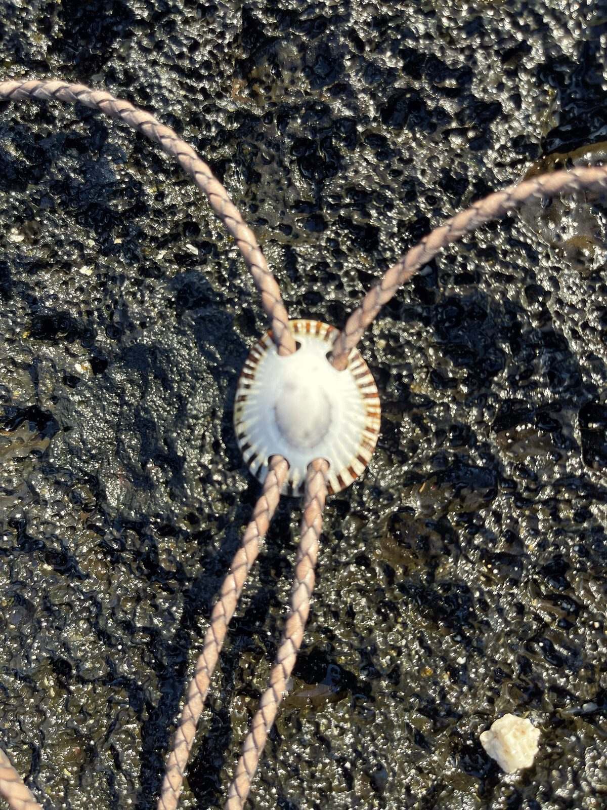 ‘Definiteness of Purpose’ ʻOpihi — Hawaiian shell bolo tie, view 5
