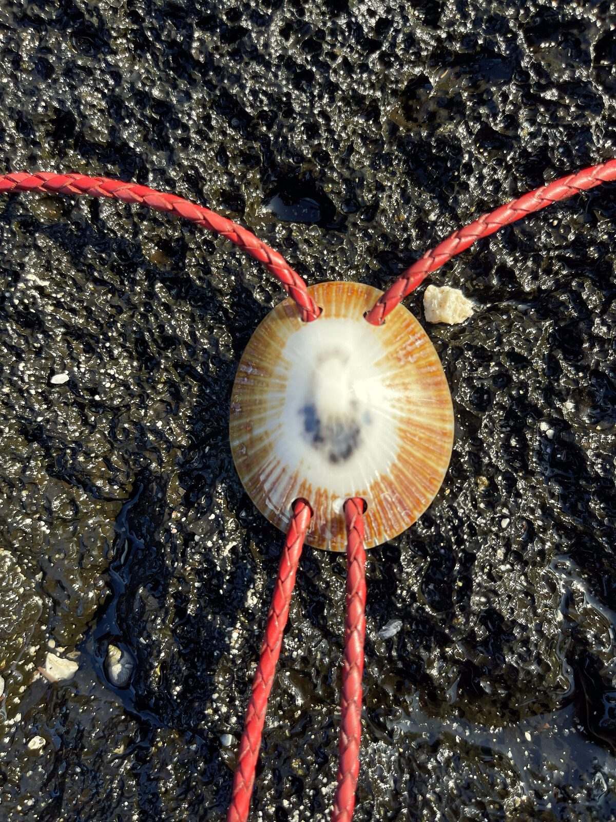 ‘Focus Flows’ ʻOpihi — Hawaiian shell bolo tie, view 5