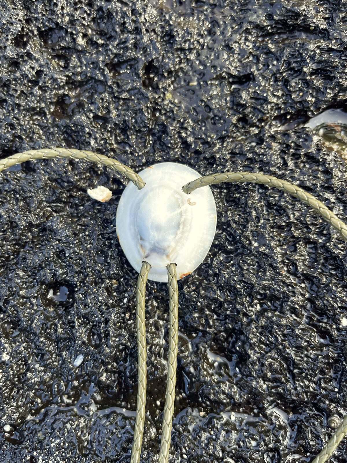 Horseshoe ‘Opalized Look’ ʻOpihi — Hawaiian shell bolo tie, view 5