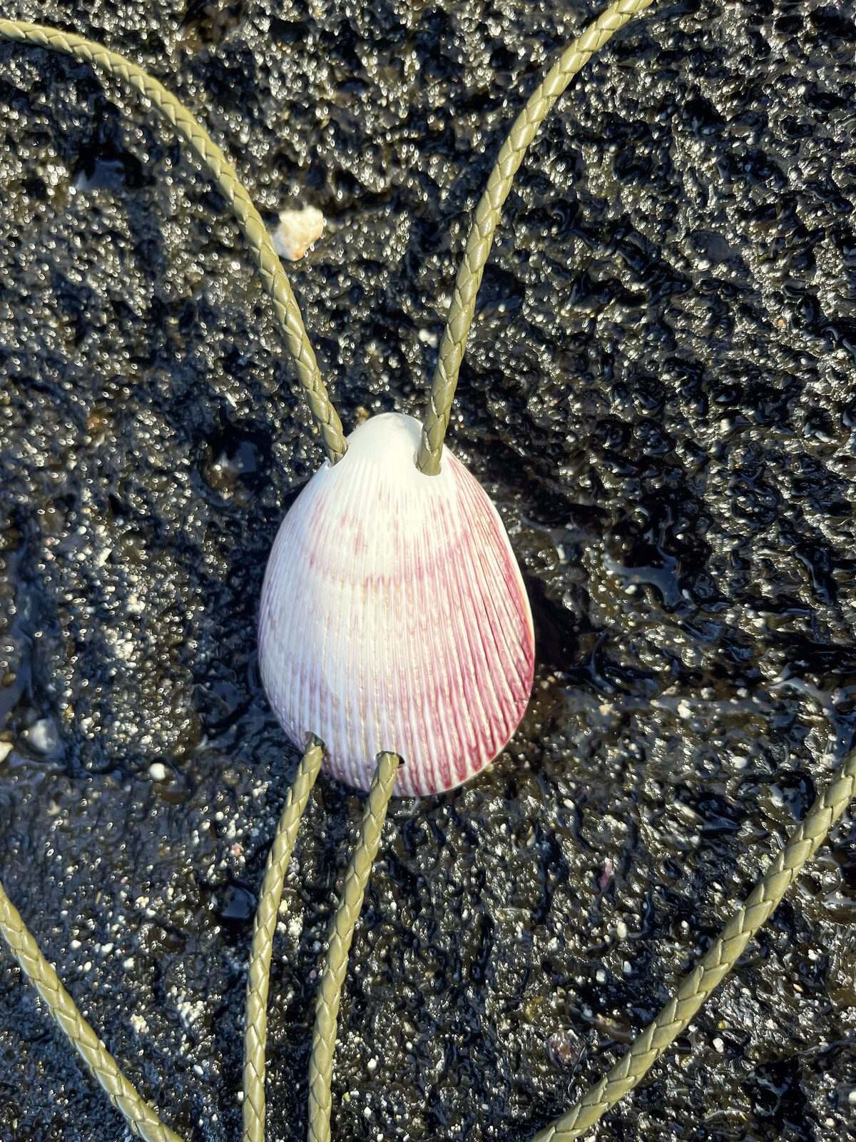 Purple & Lavender Cockle — Hawaiian shell bolo tie, view 5