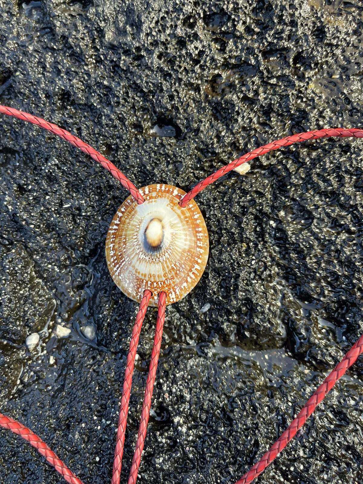 ‘Starseed Look’ ʻOpihi — Hawaiian shell bolo tie, view 5