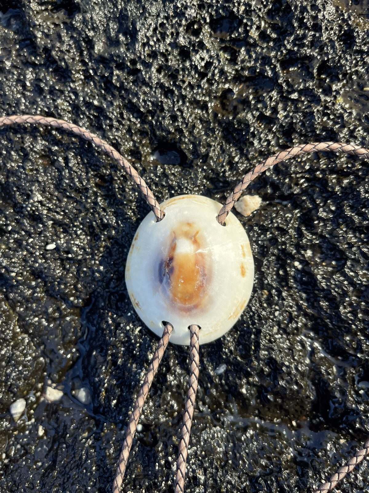 ‘Tiger Eye Look’ ʻOpihi — Hawaiian shell bolo tie, view 5