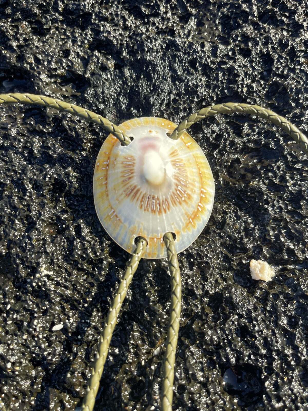 ‘Wet Look’ ʻOpihi — Hawaiian shell bolo tie, view 5