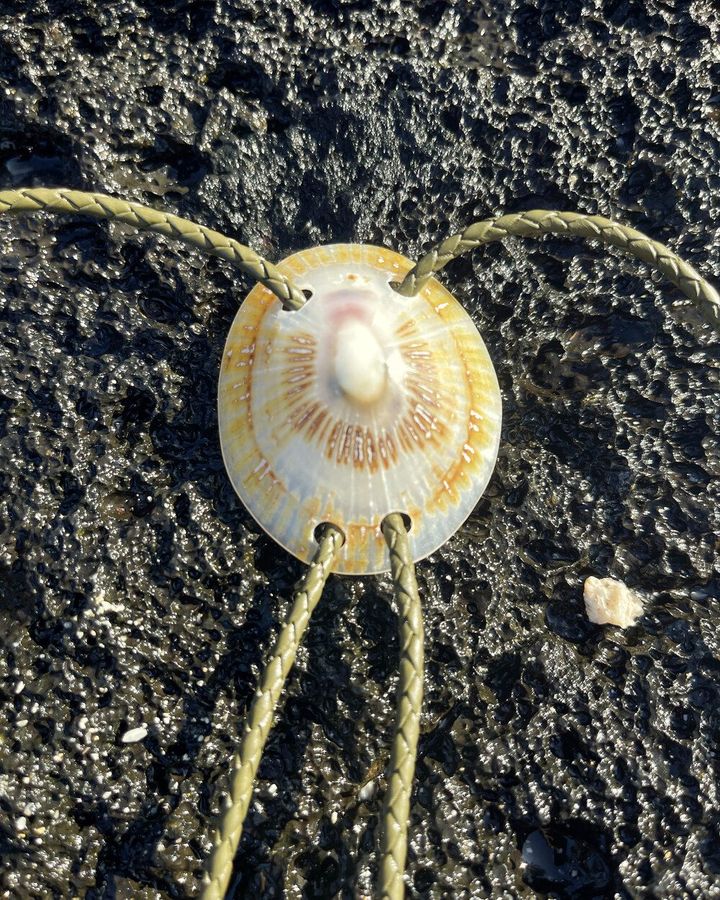 Wet Look ʻopihi shell polished to a glowing amber-gold finish