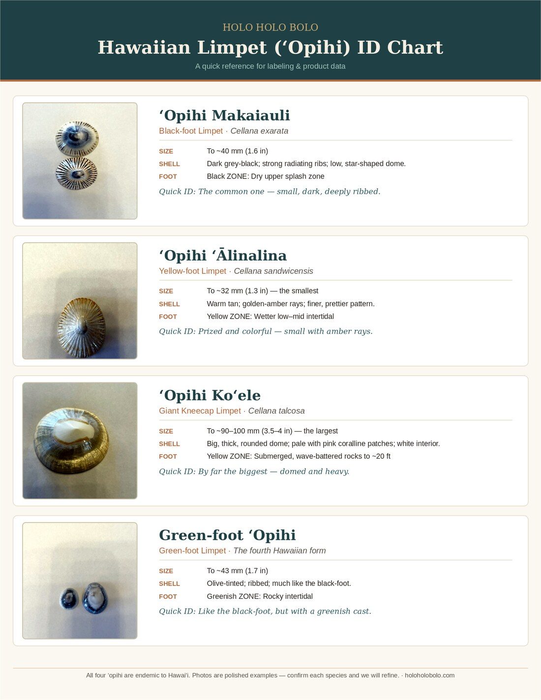 A guide to the four Hawaiian ʻopihi limpets — makaiauli, ʻālinalina, koʻele, and the green-foot — with shells and descriptions