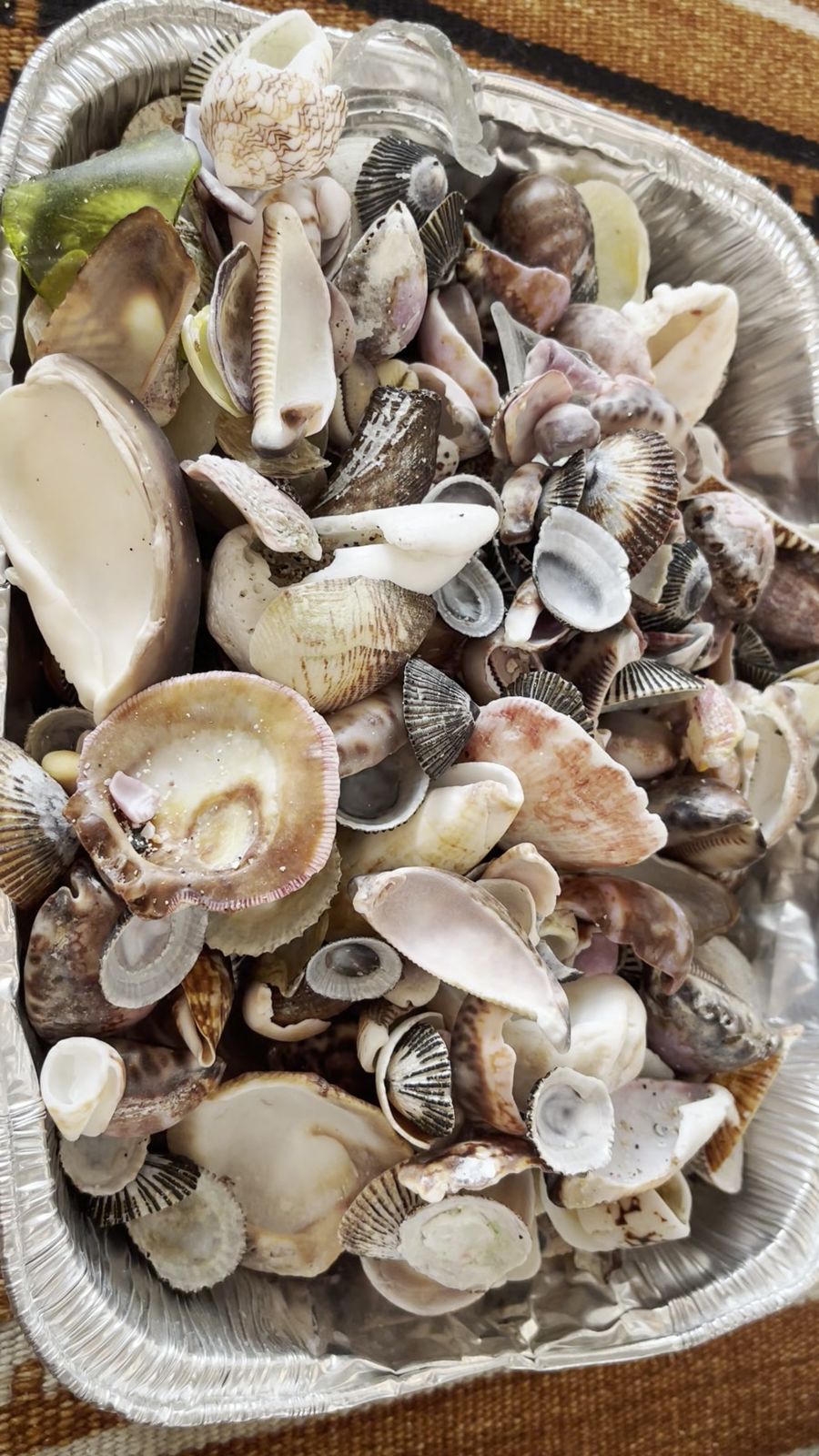 A foil tray heaped with unsorted found shells, still sandy and dull from the beach