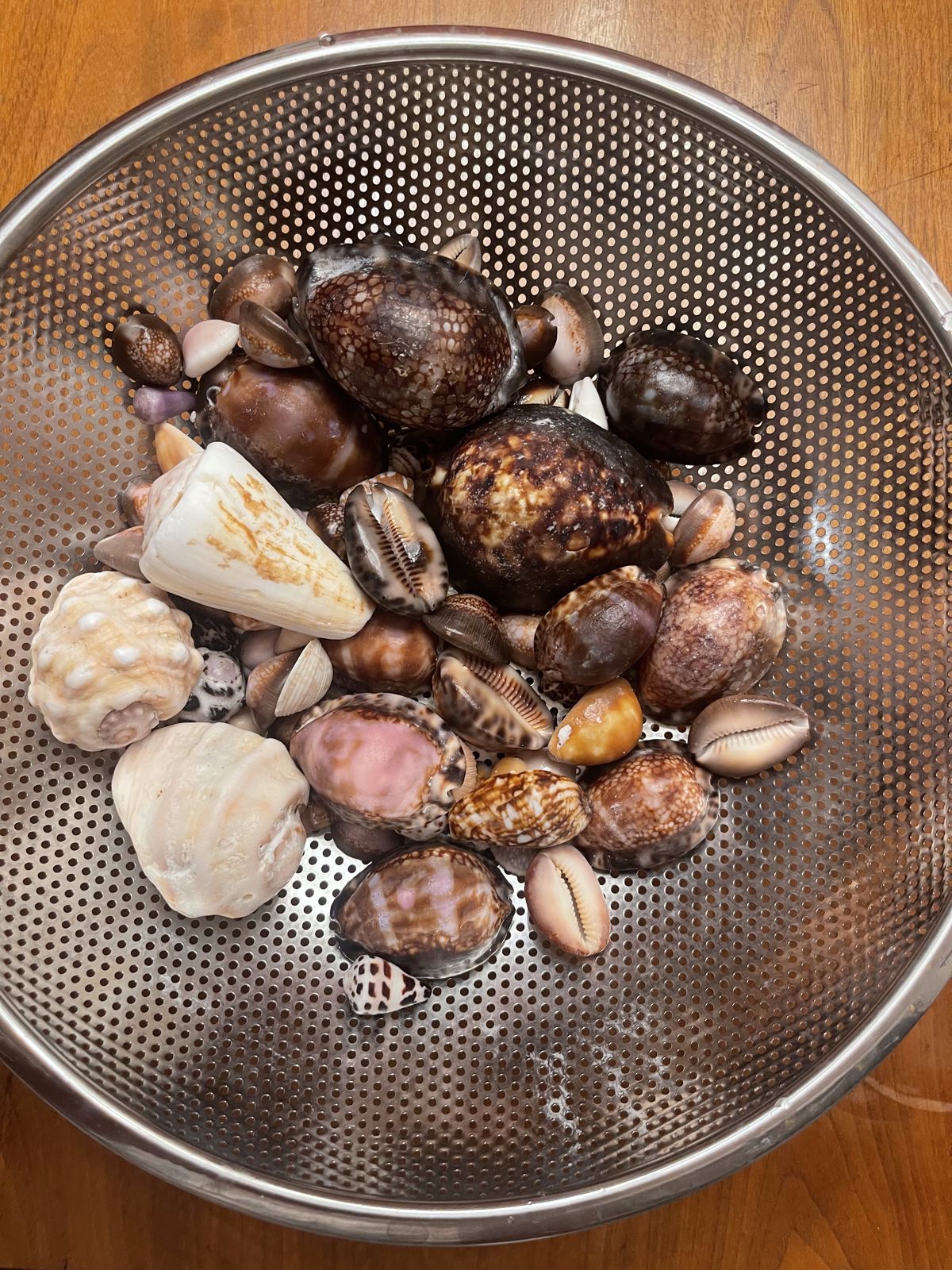 Cleaned cowries and cones in a steel colander, wet and glossy after rinsing