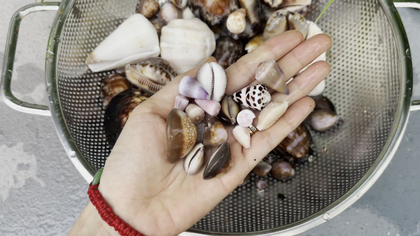 A handful of small cowries and cones held over a colander of larger shells during sorting
